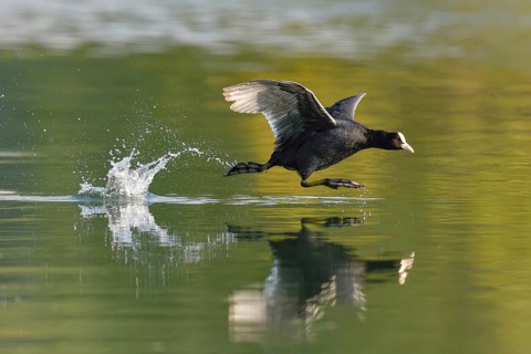Common coot