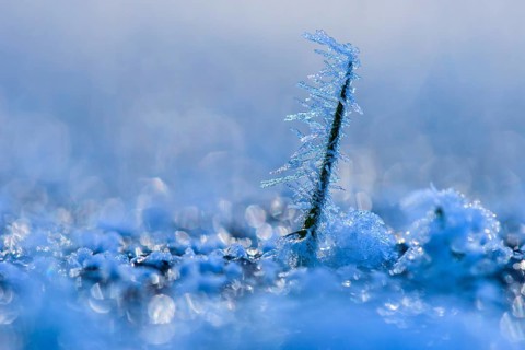 Ice crystals on a culm