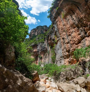 Green trees in the gorge