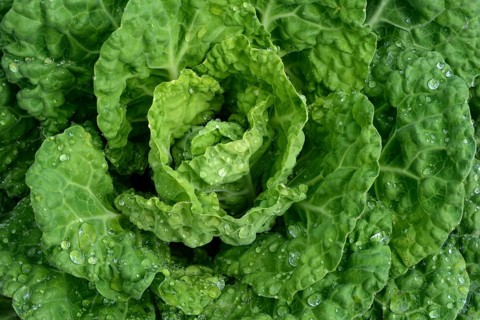 Savoy cabbage