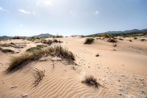Sand dunes on the beach