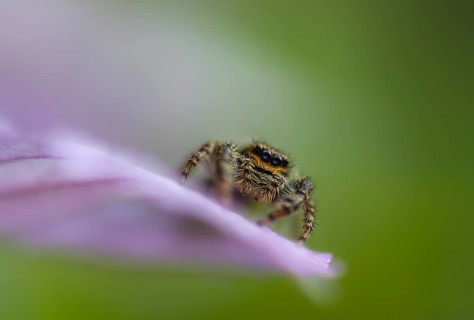 Zebra spider
