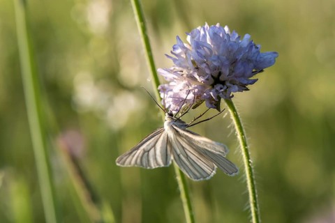 Black-veined white