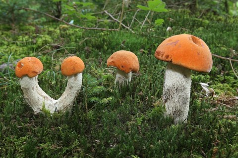 Aspen red cap