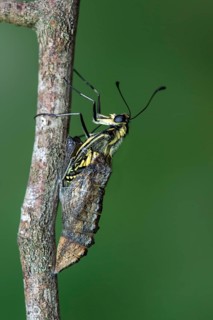 Swallowtail butterfly
