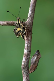 Swallowtail butterfly