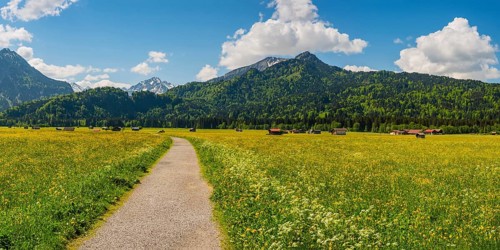 Alpine meadow
