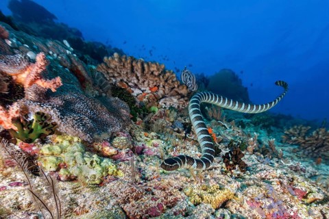 Colubrine sea krait