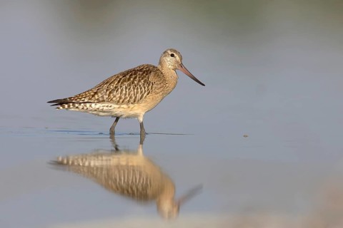 Bar-tailed Godwit