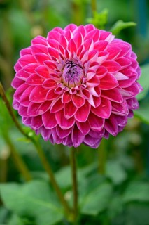 Decorative Dahlia