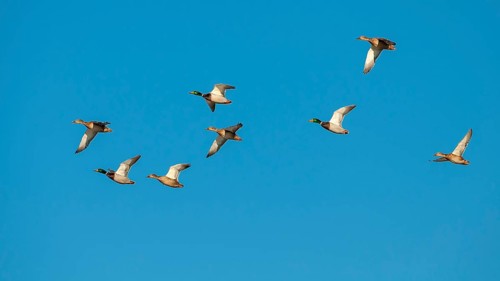 Crowd Mallards