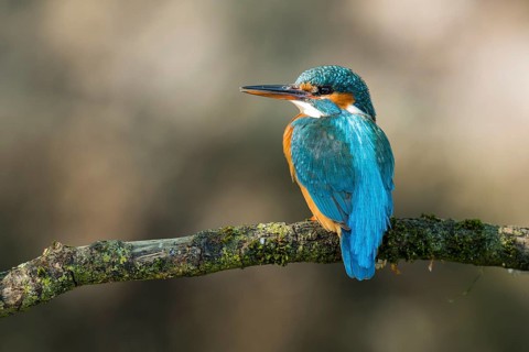 Common kingfisher
