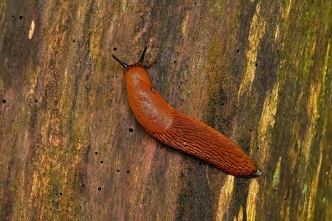 Slug