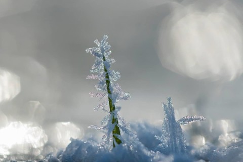 Ice crystals on a culm