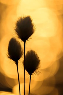 Hare's-tail cottongrass