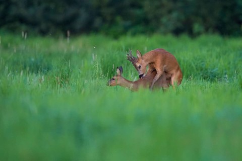 European roe deerbock