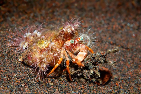 Anemone hermit crab