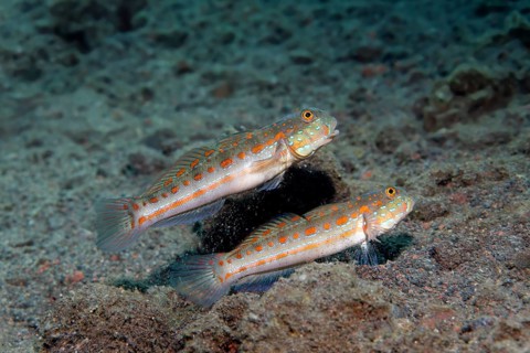 Pair Orange-spotted sleeper-goby