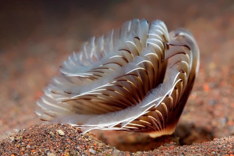 Feather duster worms