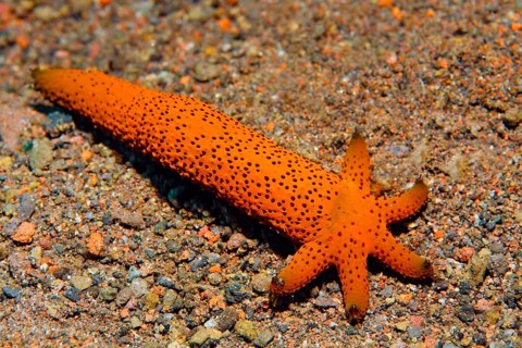 Severed arm of Luzon starfish