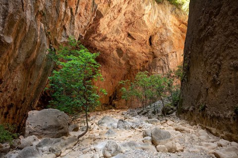 Green trees in the gorge