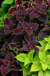 Miscellaneous Coleus nettles