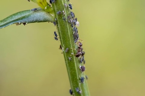 Ant