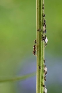 Ant
