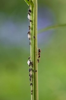 Ant
