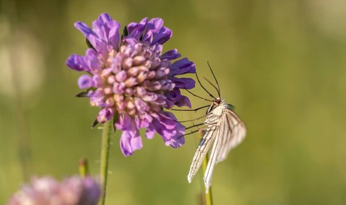 Black-veined white