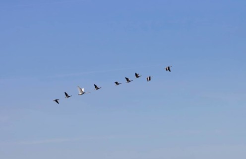 Eight grey geese and a swan