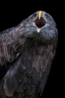 Eastern imperial eagle