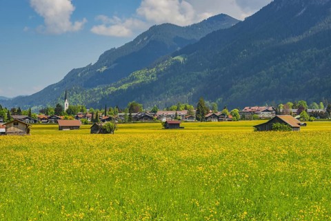 Alpine meadow