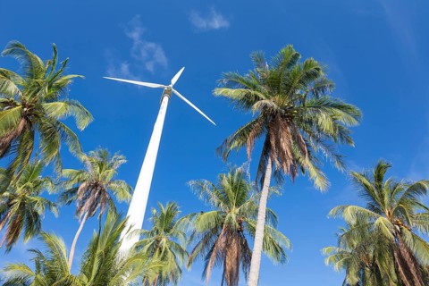 Wind turbine surrounded by palm trees