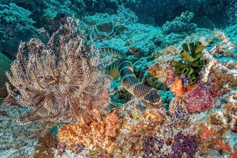 Colubrine sea krait