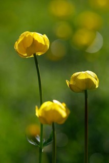 Troll flower