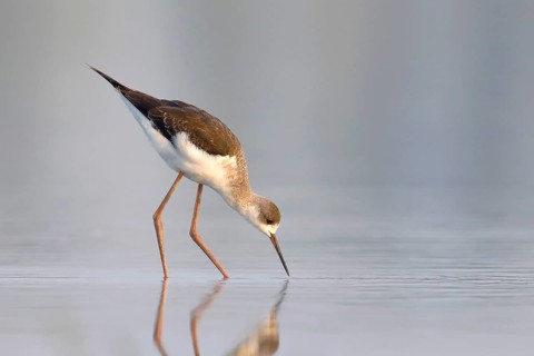 Black-winged Black-winged Stilt