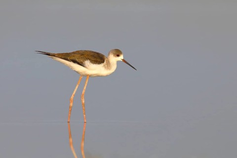 Black-winged Black-winged Stilt