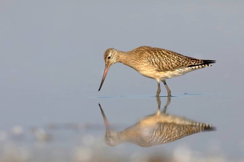 Bar-tailed Godwit