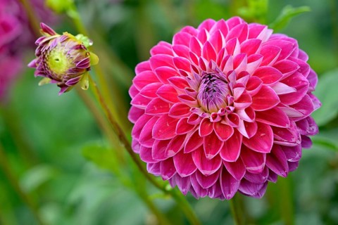 Decorative Dahlia