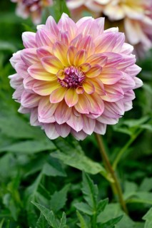 Dahlia