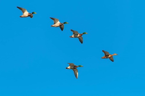 Crowd Mallards