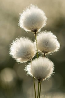 Hare's-tail cottongrass