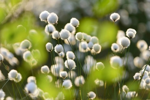 Hare's-tail cottongrass