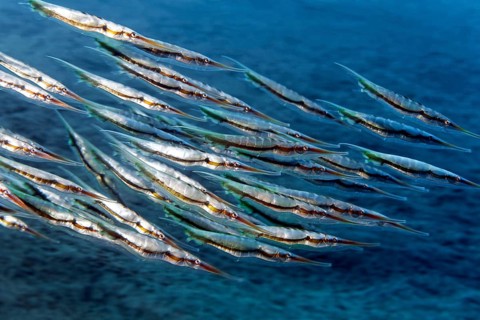 Swarm Aeoliscus strigatus