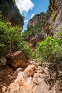 Green trees in the gorge
