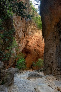 Green trees in the gorge