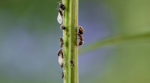 Ant
