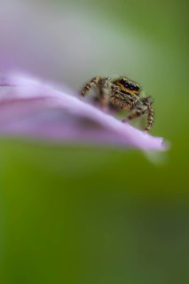 Zebra spider