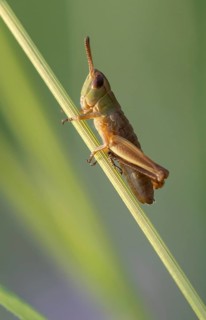 Meadow grasshopper